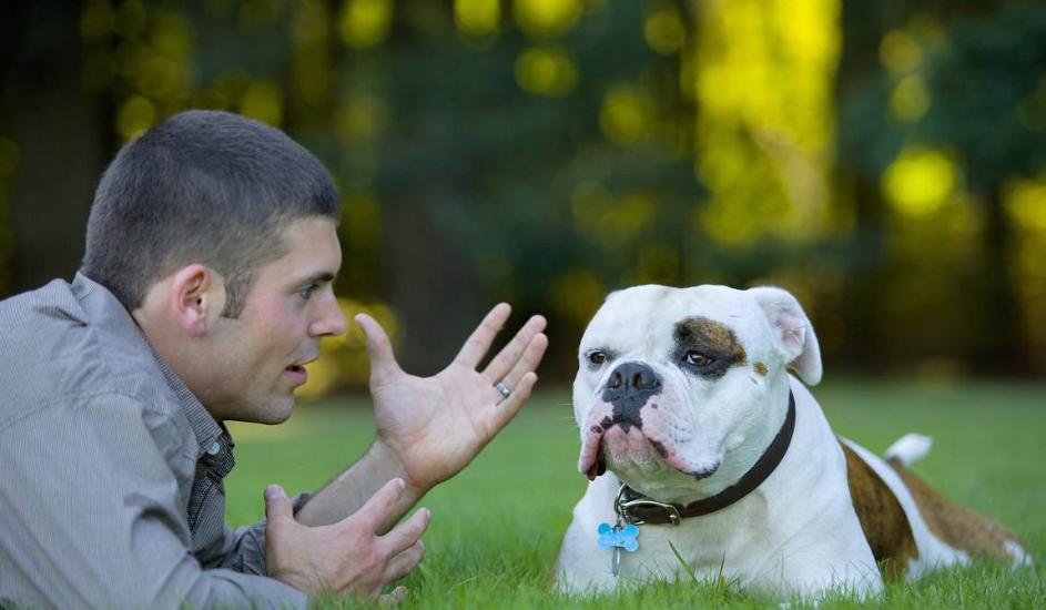 小狗10种吸引狗狗过来的叫声,狗狗叫声像狼嚎一样是怎么回事