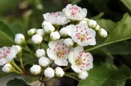 一次性摘各种各样的水果,一次性种很多草莓会怎么样