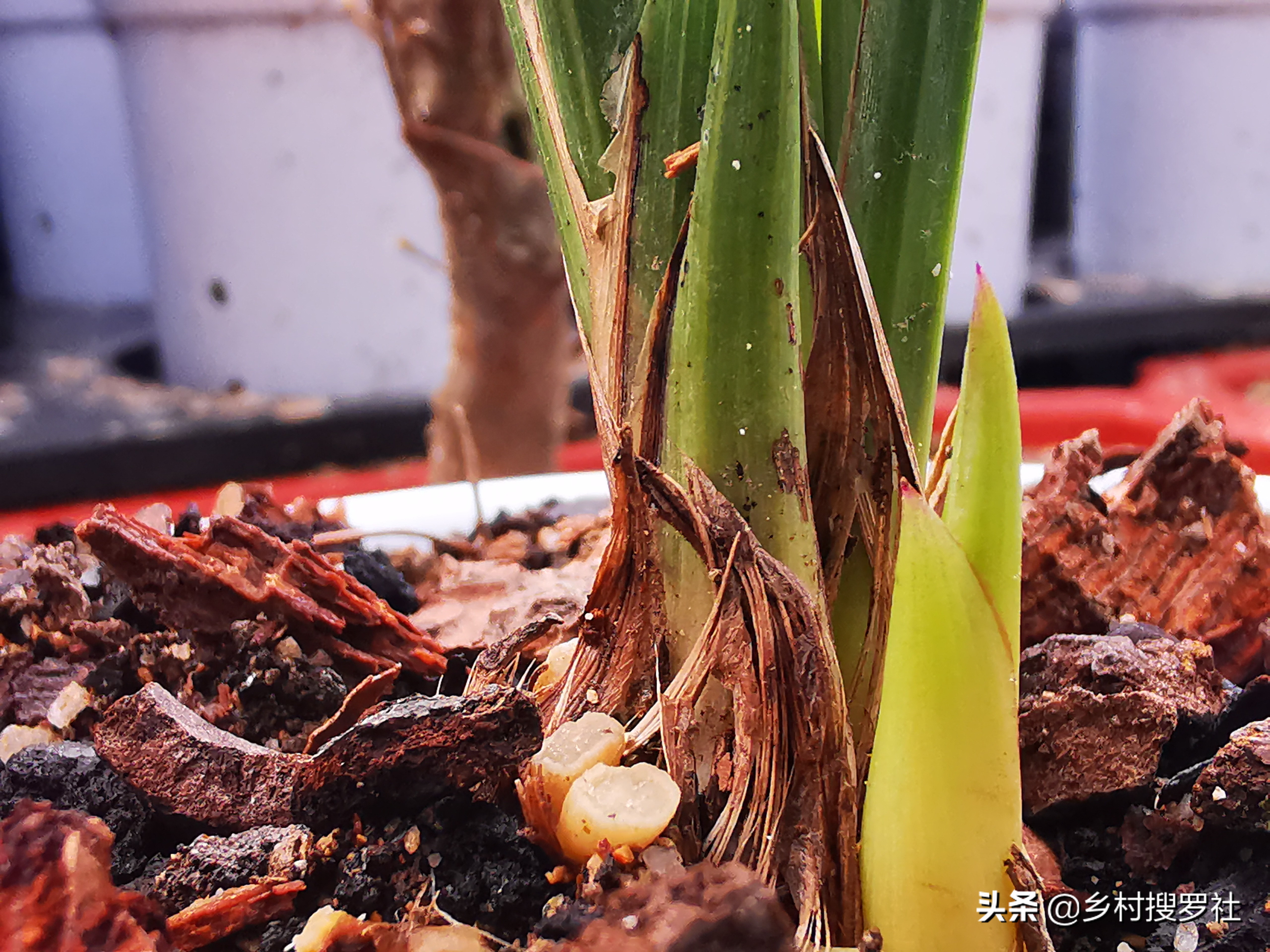 蕙兰怎么样提高开花率,蕙兰如何从花苞判定花色