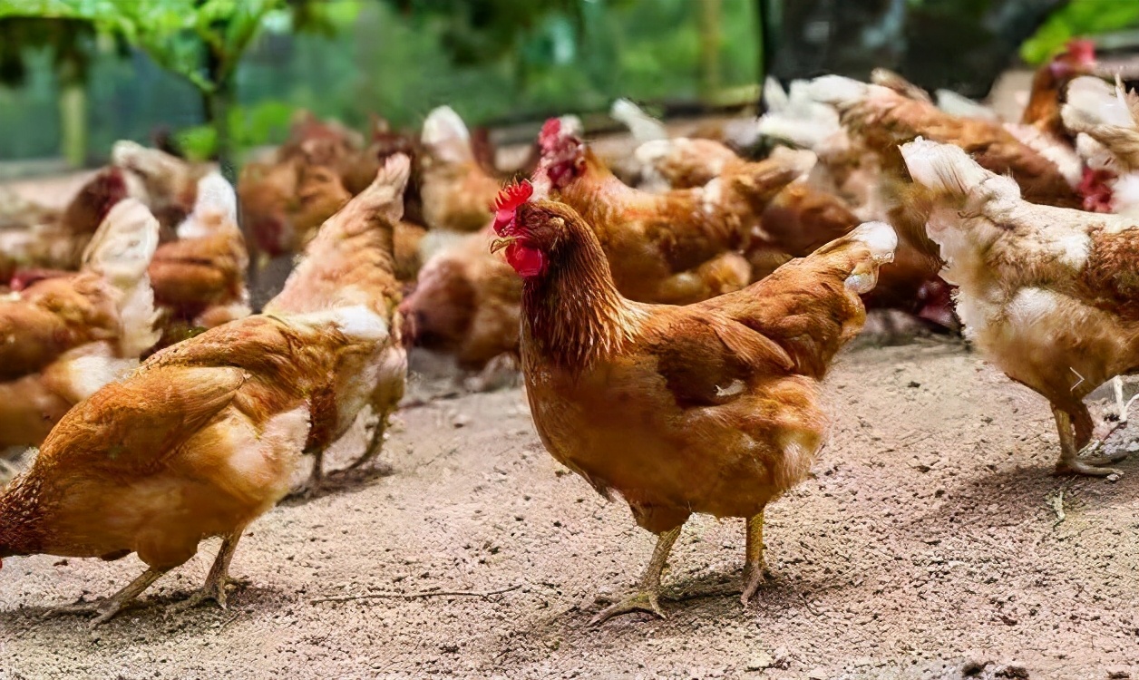 鸡感冒的症状、病因、防治方法鸡感冒的防治方法