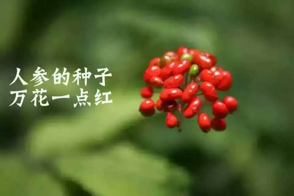 野山参文化传承,野山参历史文化