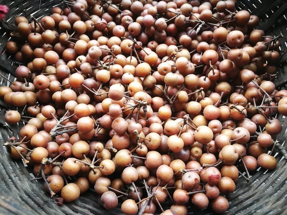 大山深处发现一种野生果实,农村有一种野生果叫灯笼果