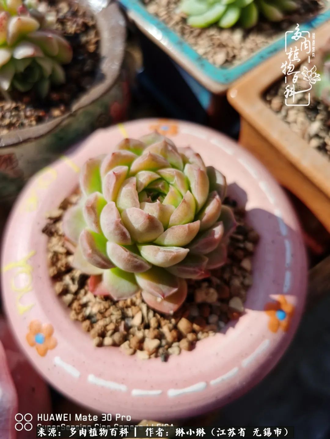 多肉变美是需要时间的,千万别辜负了多肉变美的黄金季节