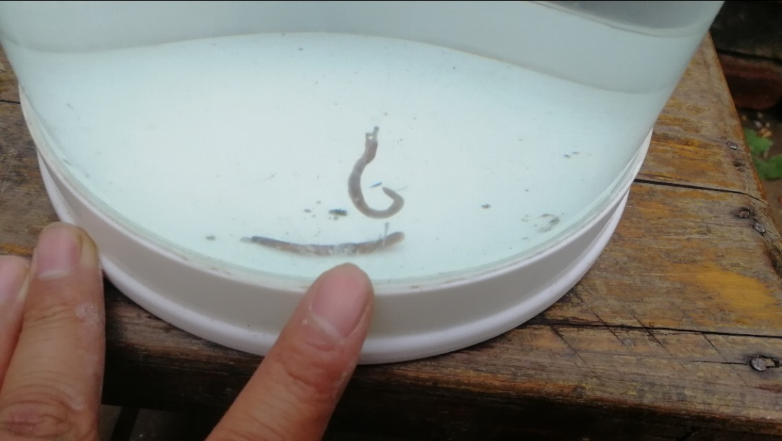 浮漂调好了水深下不去,浮漂不加钩调到五目钓几目