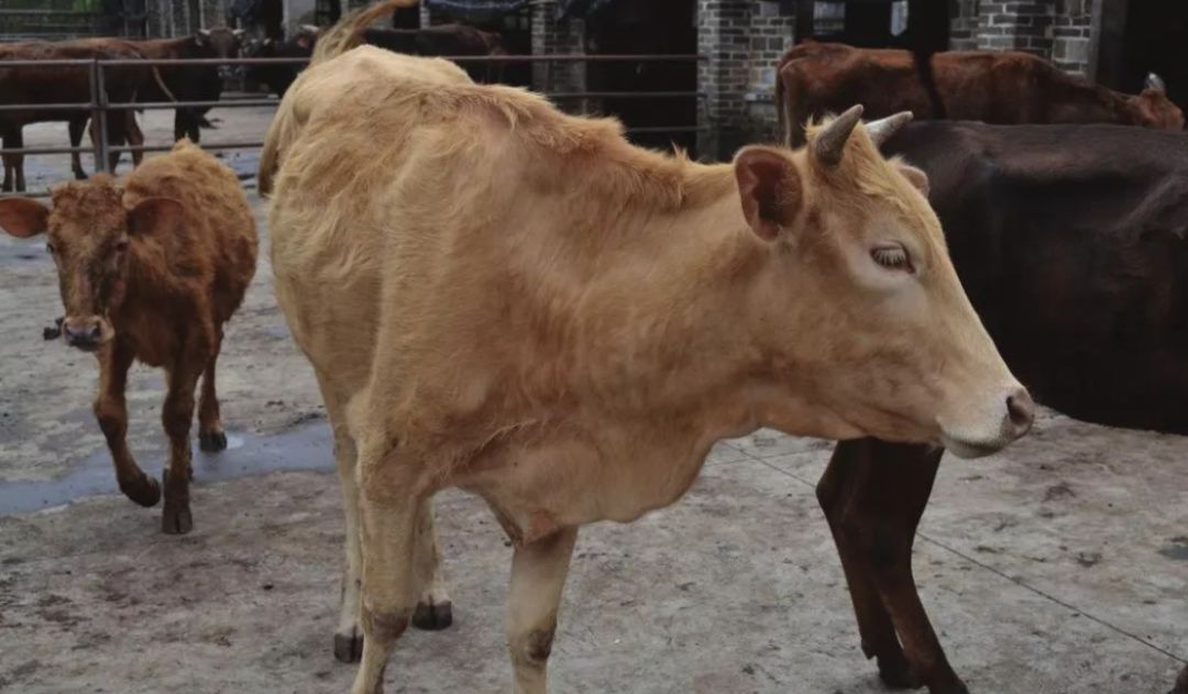 养牛喂盐注意什么问题,养牛食盐中毒怎么处理