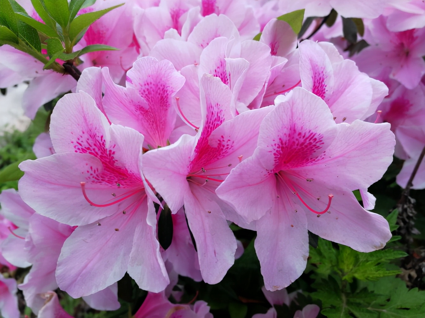 如何选择家中花卉植物盆栽,家庭常见的盆栽花卉的养护与管理