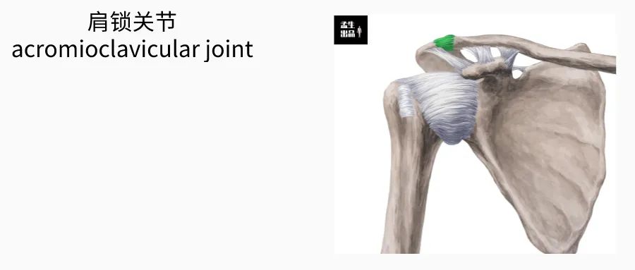 肩锁关节脱位伴钢板固定演示,解剖学肩关节