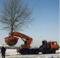 大树移植恢复要几年,大树移植根部的处理