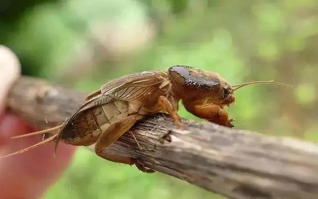 草树青翠虫鸣起，一枕清凉入梦来