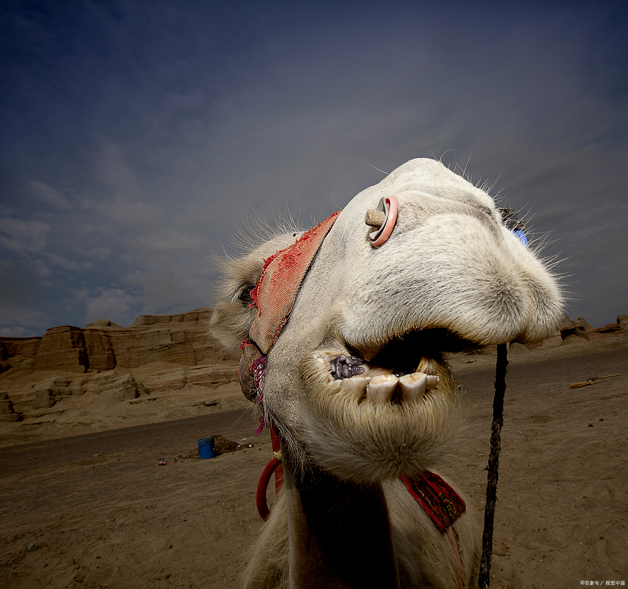 牛初乳和驼奶初乳哪个好,是牛初乳好还是驼初乳好