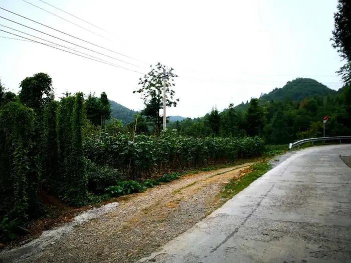 老段和老殷,老段和金段