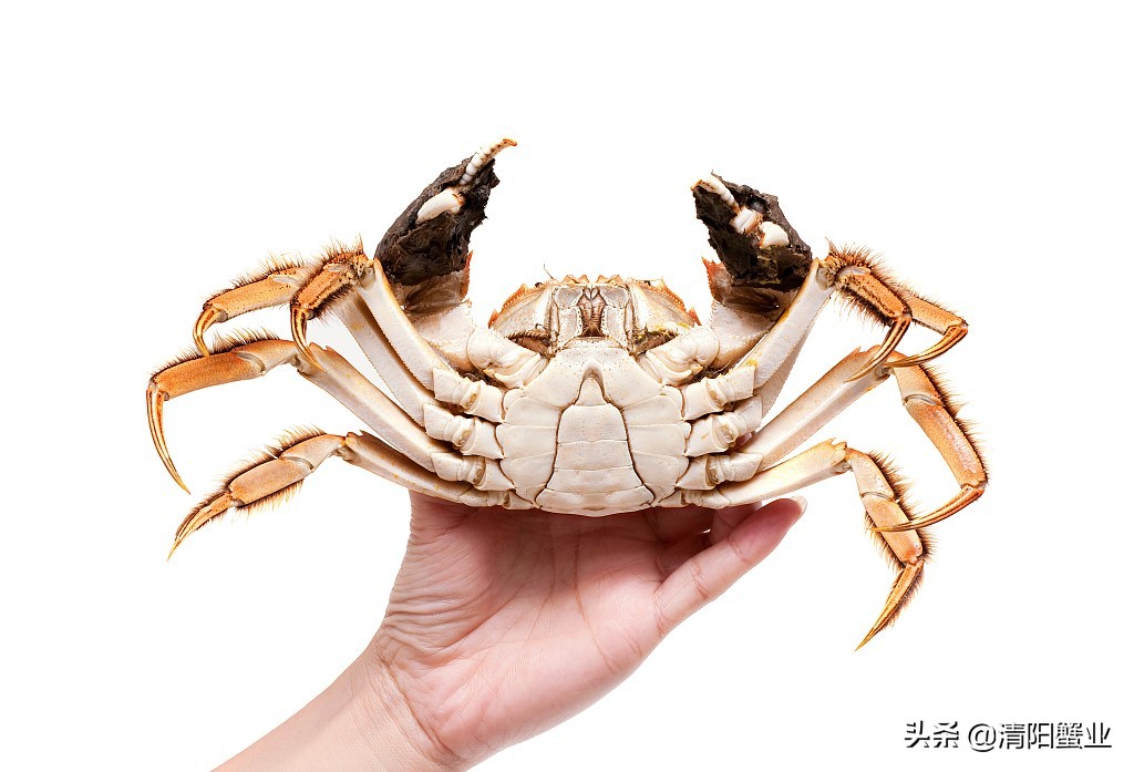 是公蟹的蟹膏多还是母蟹的蟹膏多,蟹膏是公蟹还是母蟹科普