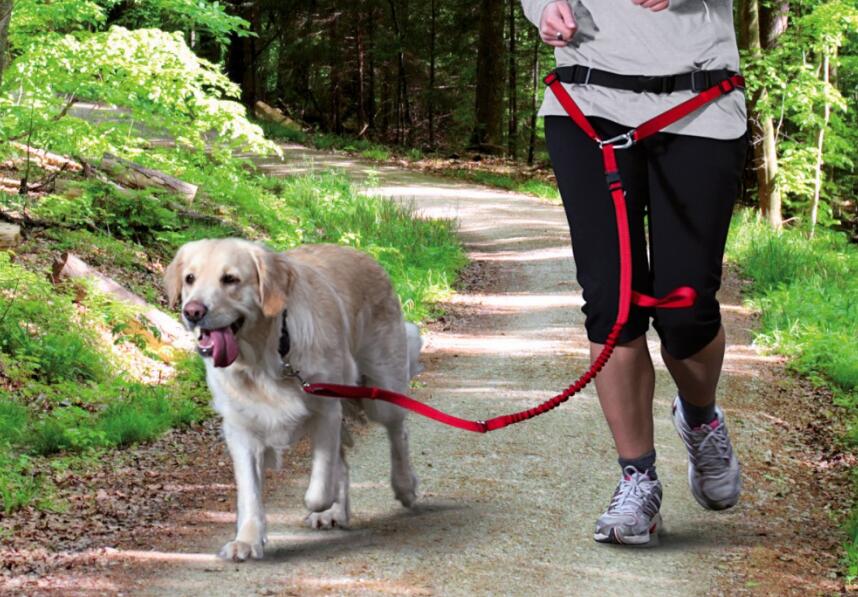 怎么训练狗佩戴狗绳走路,怎么训练狗牵引跟随