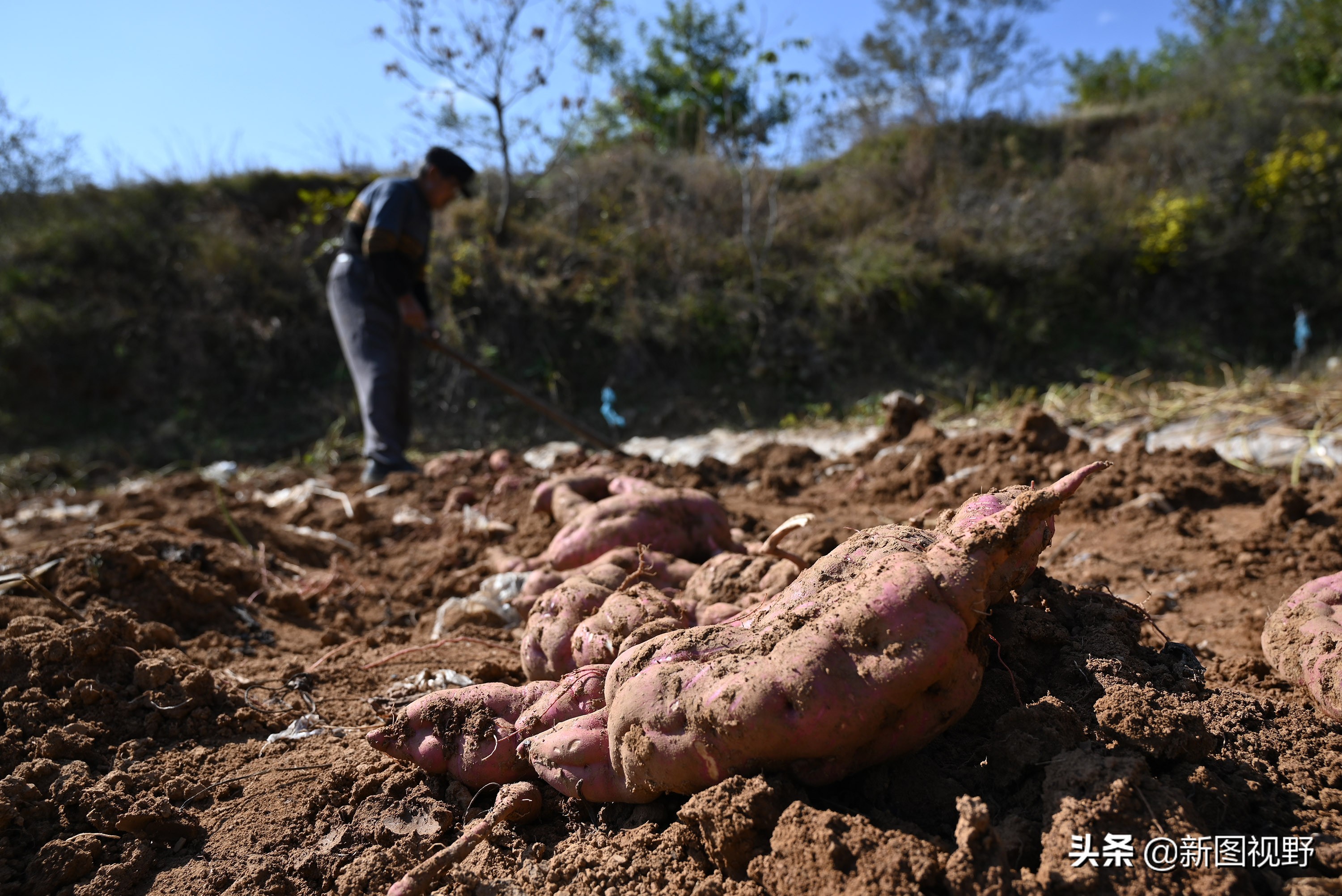 70岁老人养100条流浪狗,80岁老人独居深山养了两只鸟作伴