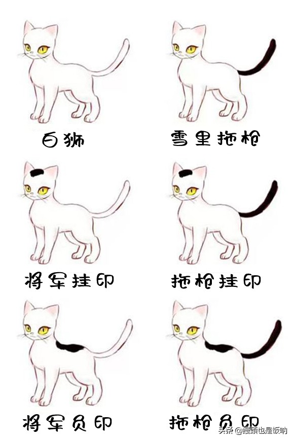 临清狮子猫饲养方法,狮子猫饲养的注意事项