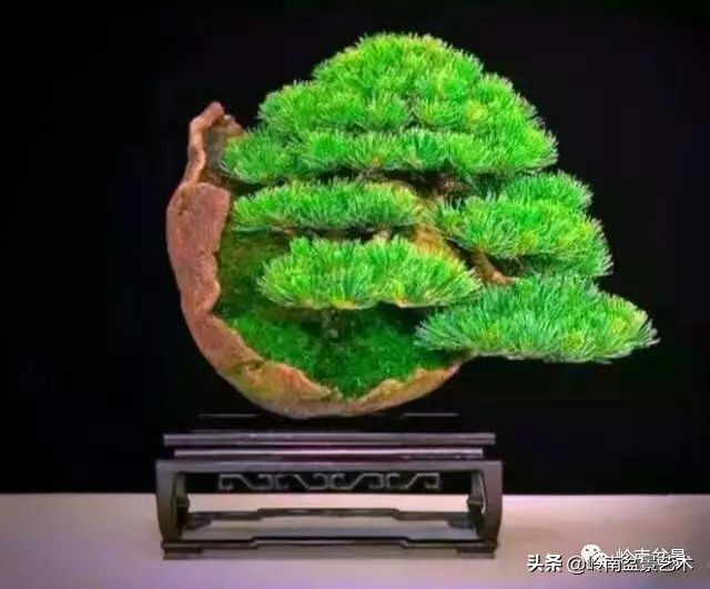 盆景结顶的形式,最好的盆景结顶方法