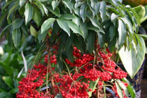 家里养绿萝怎么养才不会死,树状绿萝怎么养才能更旺盛