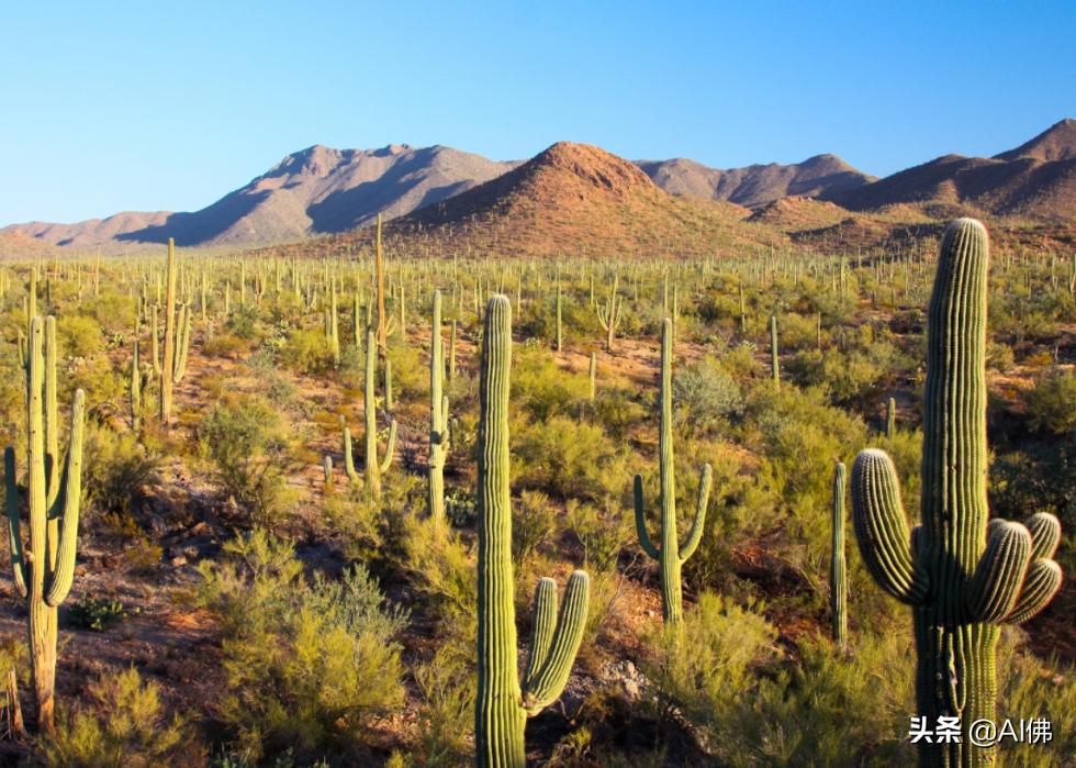 美国最受欢迎的五个州,美国最受欢迎的景点排行榜