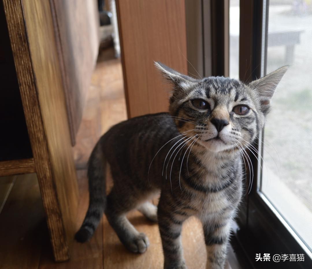 怎么判断猫妈妈还会不会养小猫,猫妈妈抛弃小猫的原因