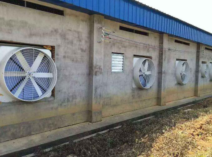 夏季高温猪容易中暑怎么办?四个妙招教你快速抢救