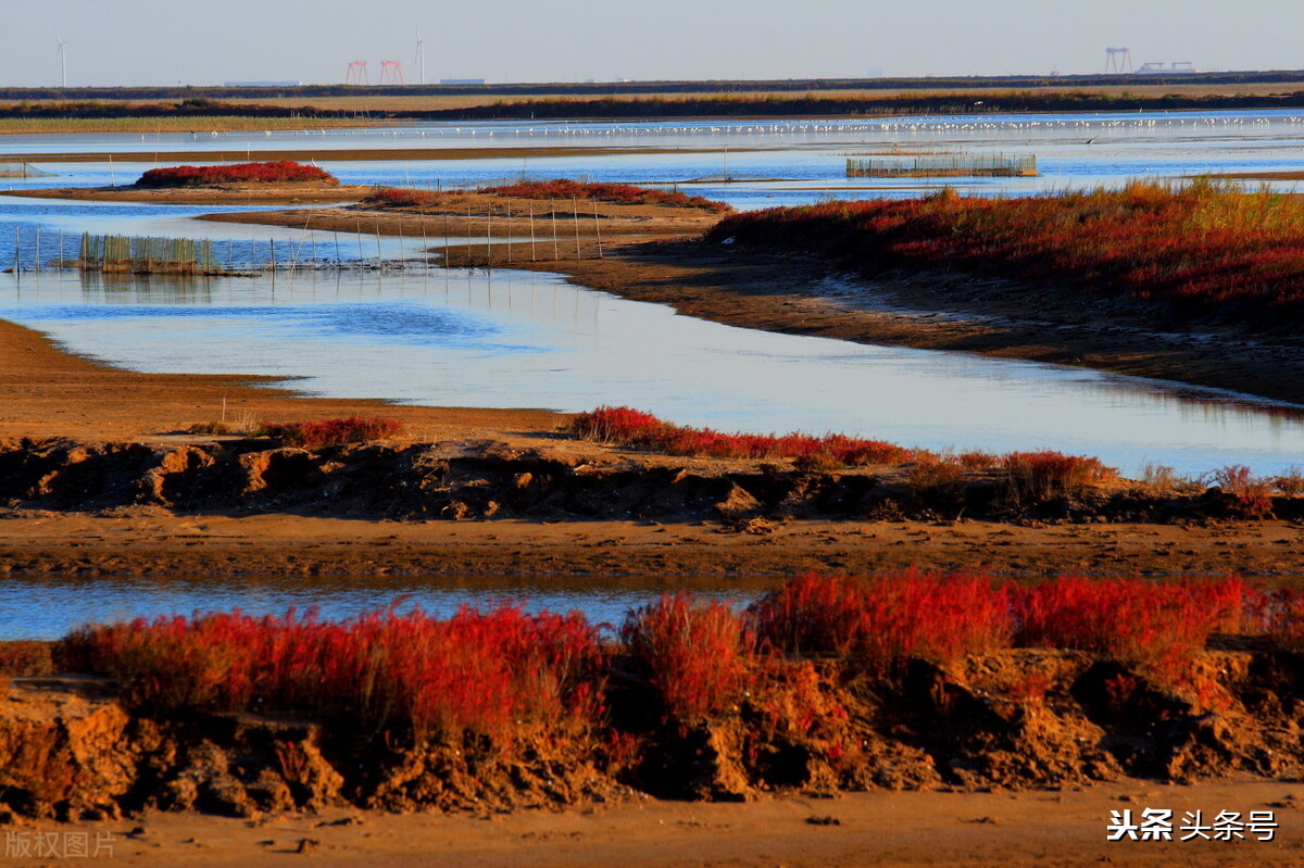 回顾东方白鹳迁徙路上的生存困境,东方白鹳在哪里栖息