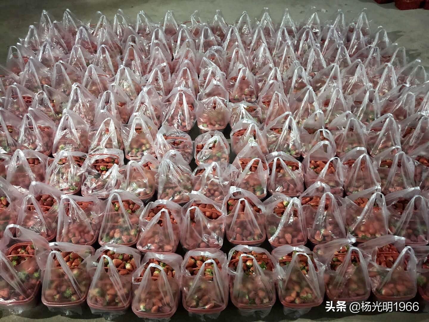 榛斾笢鍗楄嫍鏃忎緱鏃忚嚜娌诲窞鍑噷鑽夎帗 (鍑噷涓嬪徃鑽夎帗澶栭攢鎯呭喌)