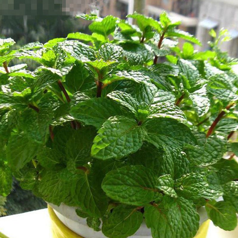 薄荷的用处和好处,薄荷是个宝它有什么妙用