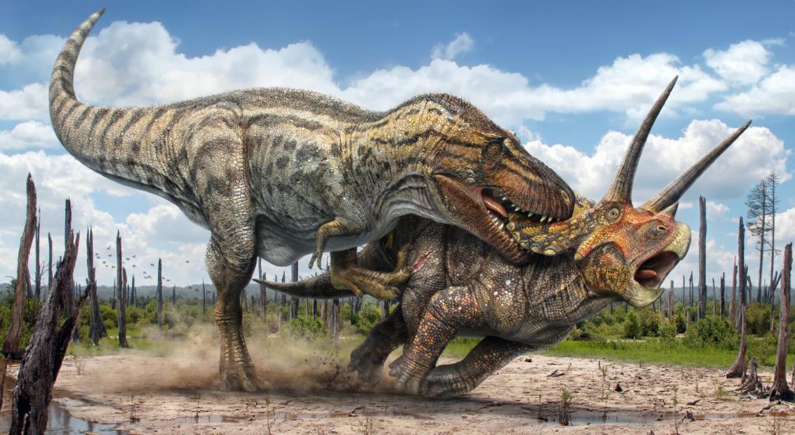 6600万年前大恐龙骨架拍卖，龙角超过1米，生前是霸王龙的食物