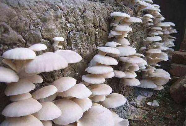 菜市场卖不完的菌菇怎么办呢,野生蘑菇如何养殖