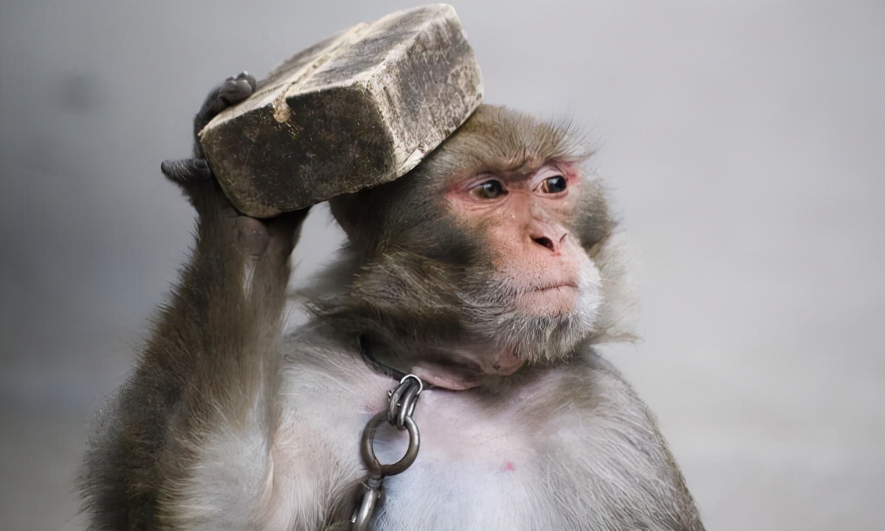 耍猴背后的真实故事,街头耍猴人违法吗