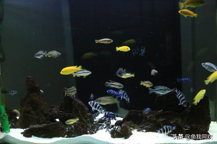 三湖慈鲷误区,三湖慈鲷底砂粪便怎么处理