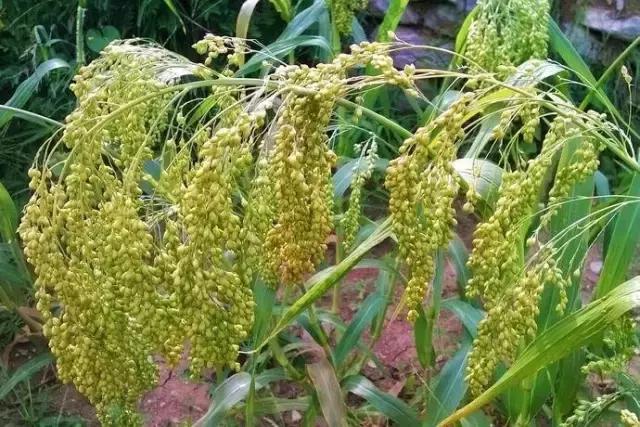 我国很多成语与植物有关,汉语成语中的植物文化