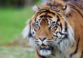 老虎对战斑点巨蜥,最大的蜥蜴和最大的鳄鱼战斗视频