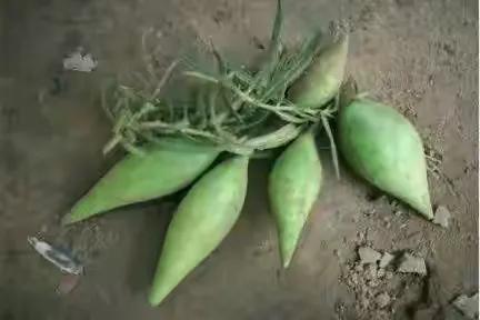 80后90后农村儿时零食野果,在海南儿时吃的野果还记得几种