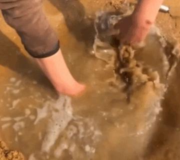 烟台赶海海肠,山东烟台大风刮海肠