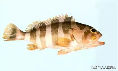 最好的十种石斑鱼,最漂亮的几种石斑鱼