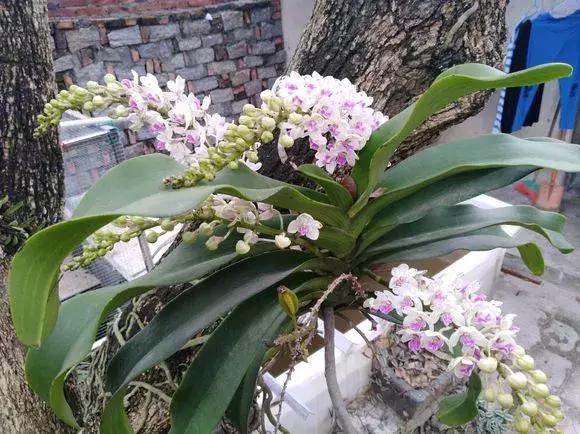 最好养爱开花的兰花,四季能开花的兰花有哪些