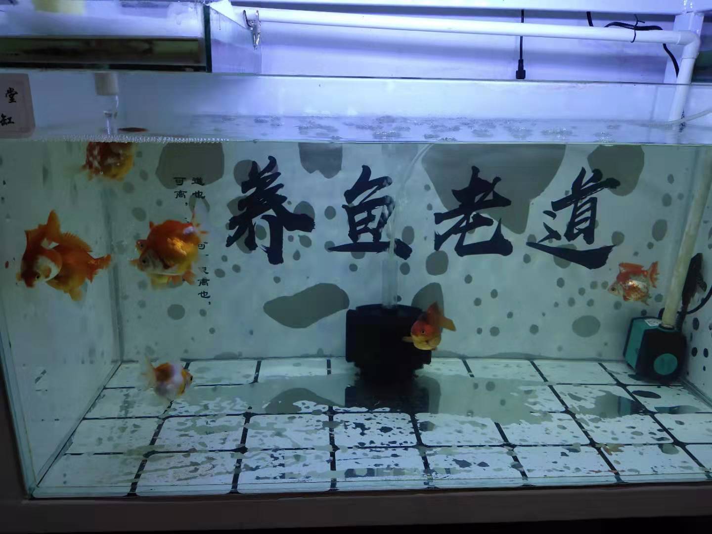 鱼缸漏水最快解法,鱼缸漏水最简单的补漏方法