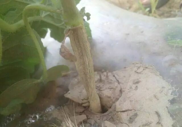 西瓜裂蔓会自愈吗,西瓜裂蔓可以用百菌清灌根吗