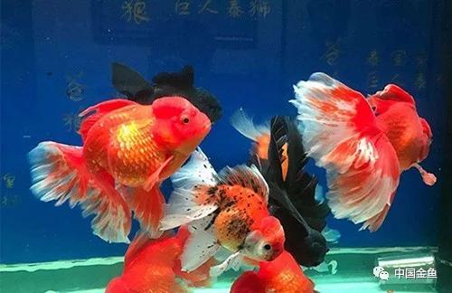 家庭金鱼养殖技术视频教程,家庭饲养金鱼攻略养鱼容器的选择