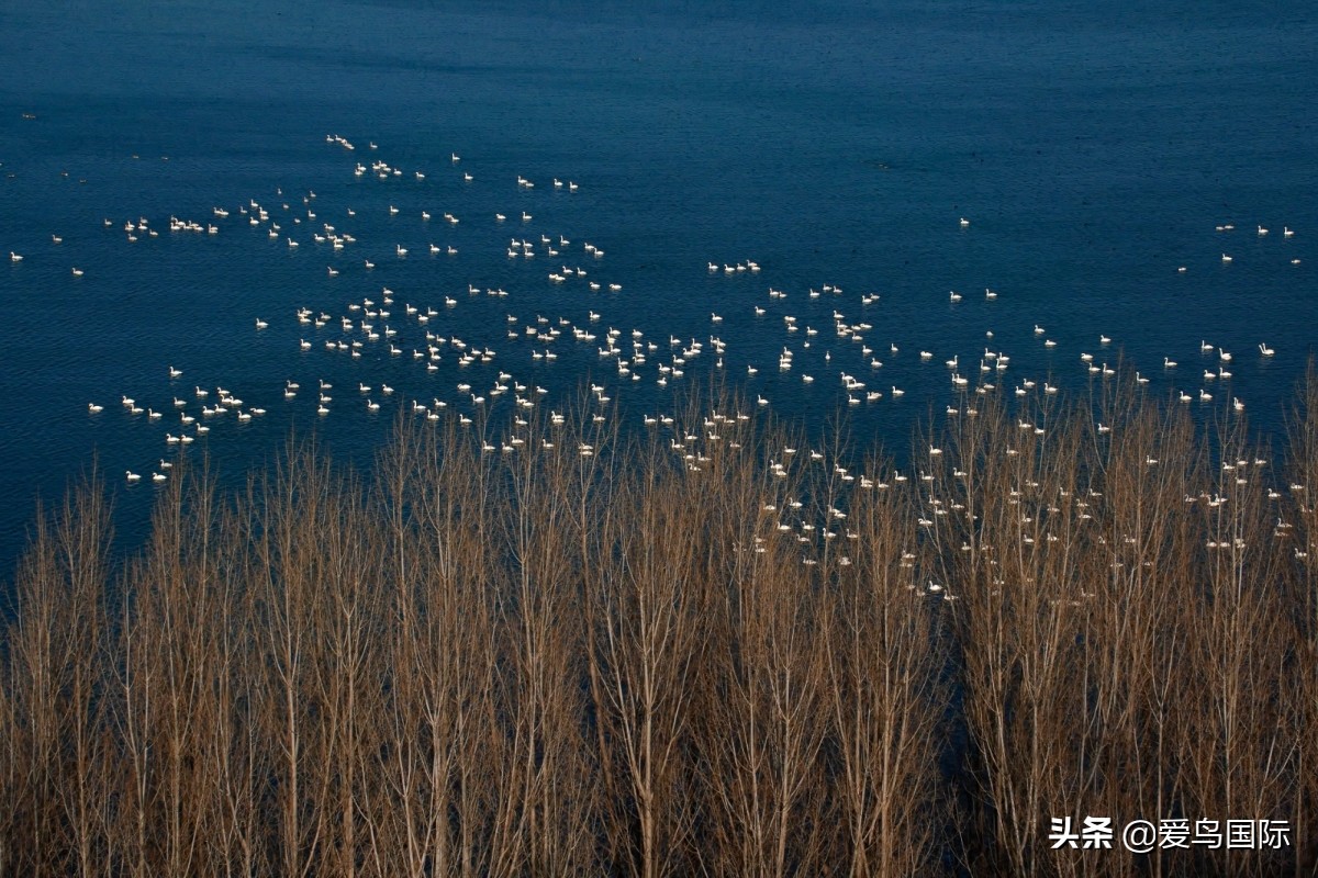 2020观鸟大年,观鸟大年完整版