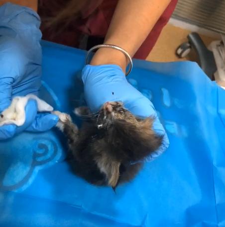 捡到一只被遗弃的小奶猫要怎么养,被猫妈遗弃了一只小奶猫