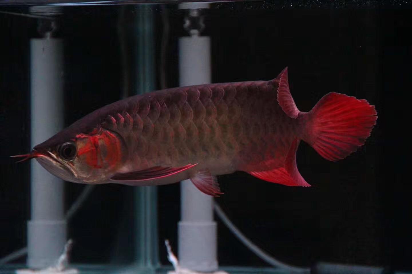 从科学层面谈硝化细菌，这篇看懂的都是大神！