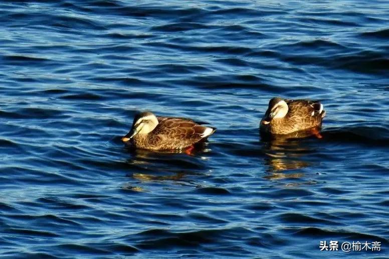山水谢灵运诗词,李白秋登宣城谢脁北楼原诗详解