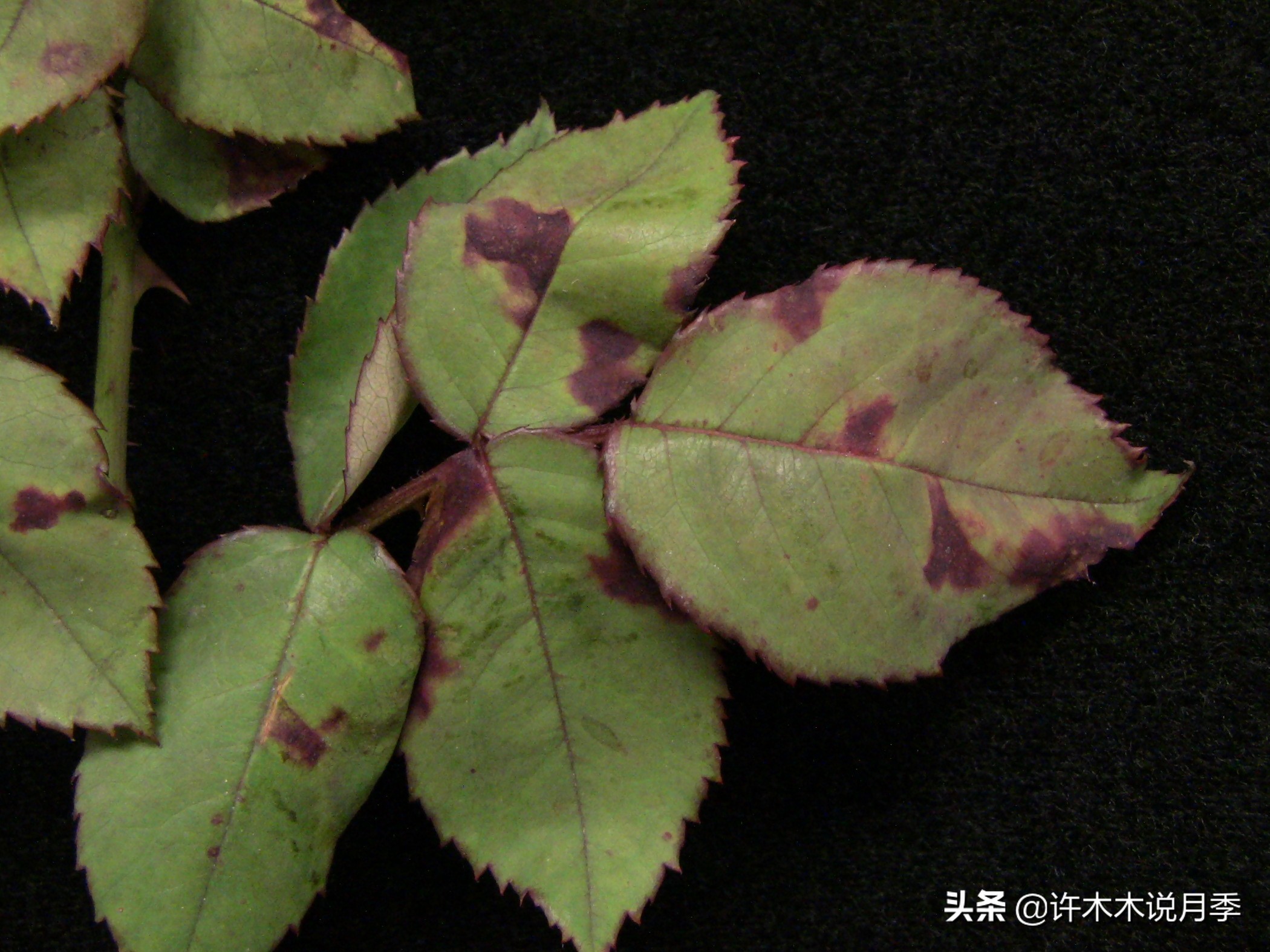 月季病害高清图,12种月季常见病害图解