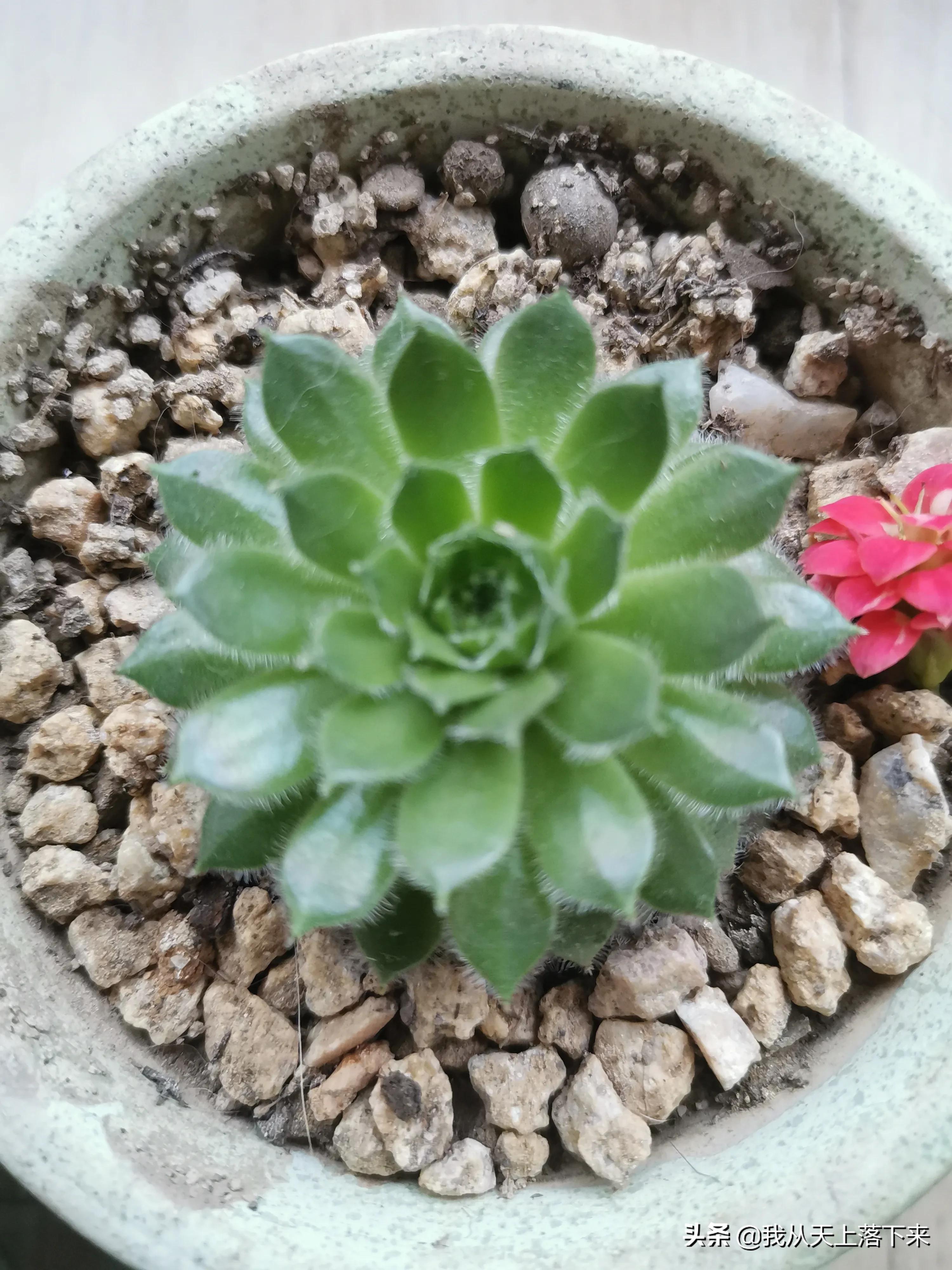 89种常见多肉植物品种图，实物拍摄，还不认识的小伙伴赶紧收藏好