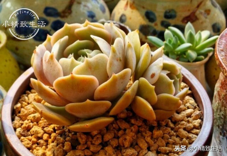 买来的植物没有根,买回多肉没根