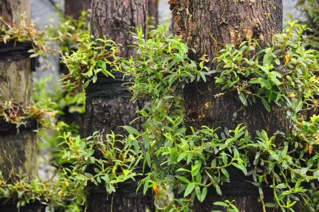 致富经种植新商机,种植致富好项目