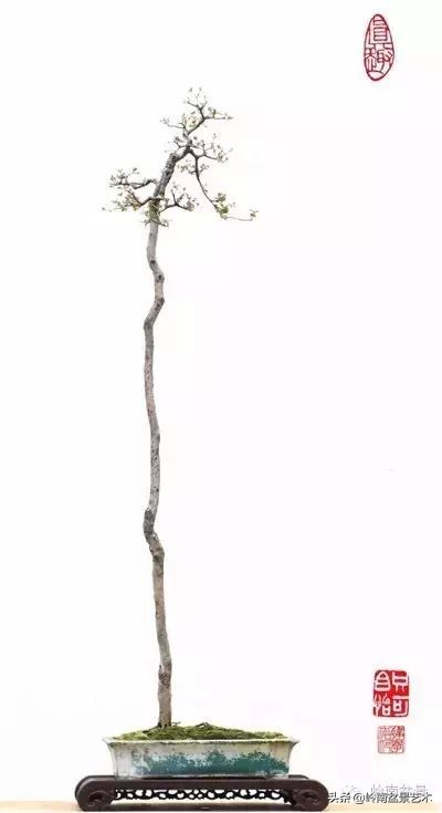 素仁格与文人树，你怎么看？