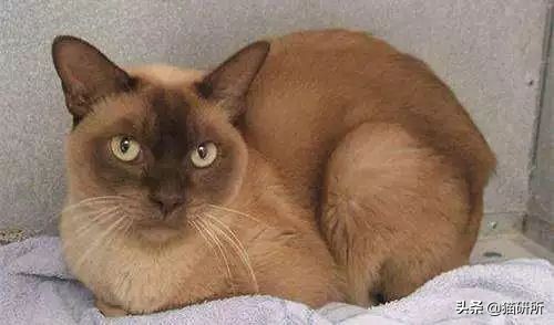 7大航空公司猫咪托运攻略,猫咪托运航空箱需要准备什么